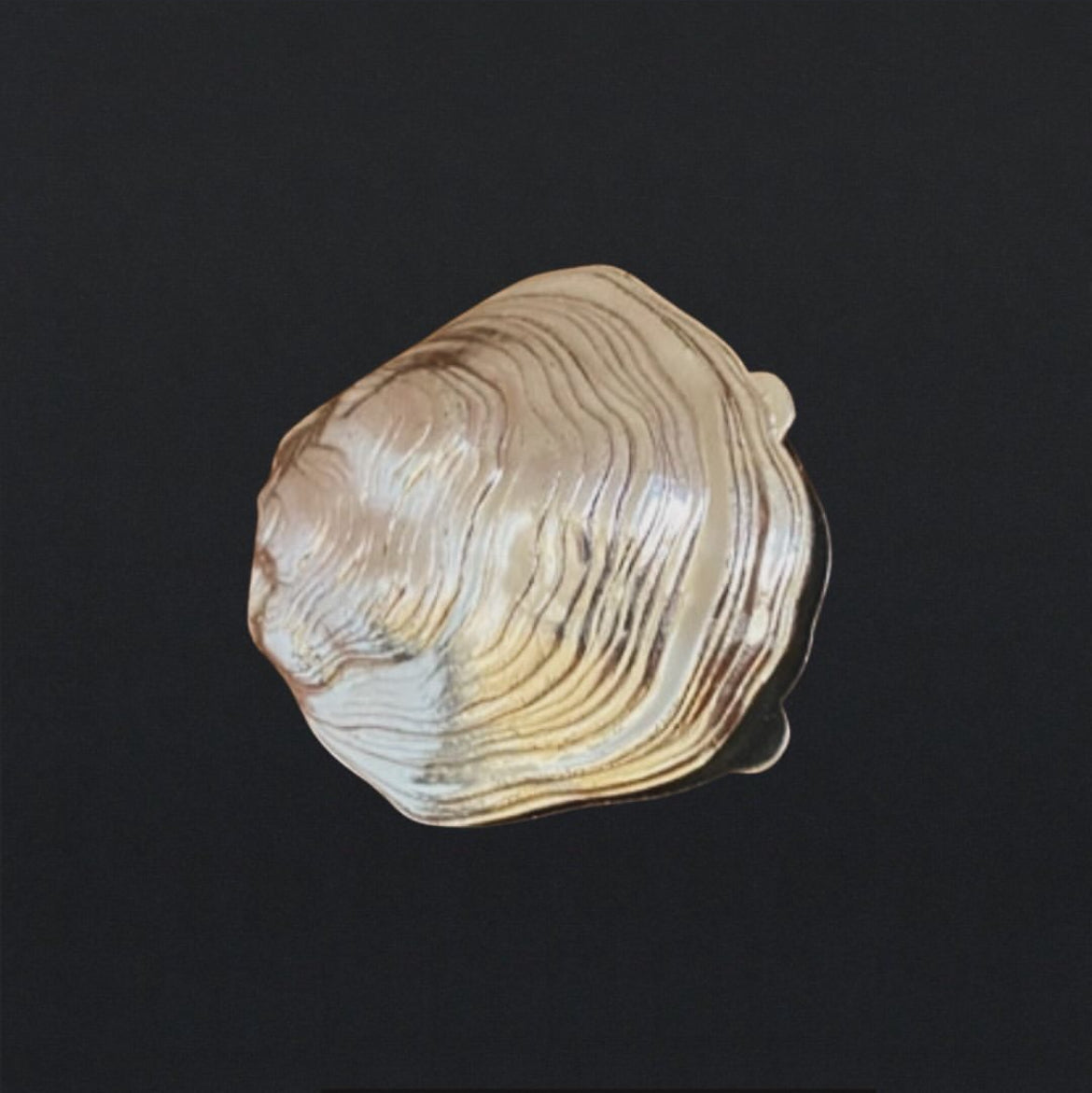 Rare Silver Plated Shell Box
