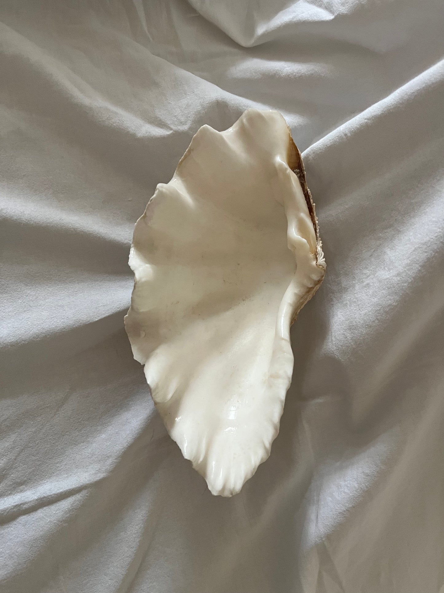Vintage Genuine Shell