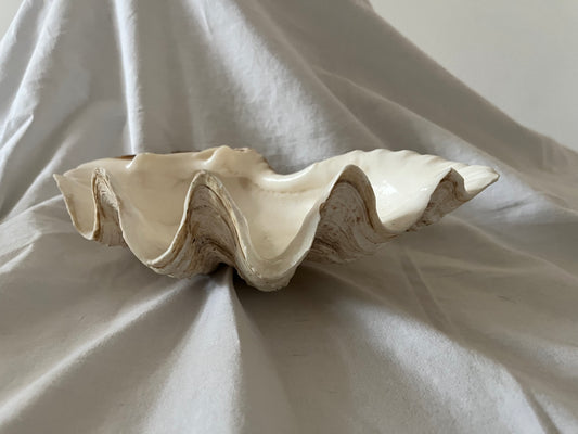 Vintage Genuine Shell
